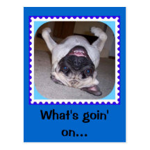 What's Goin On Pugger? Post Cards