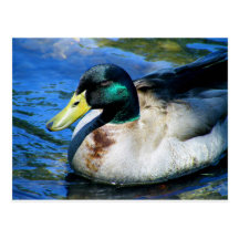 What's Quackin? Post Card