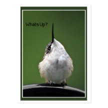 Whats Up? Post Card