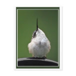 Whats Up? Postcard