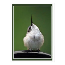 Whats Up? Postcard