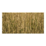 wheat photo cards