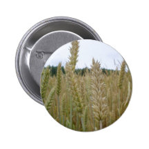 Wheat Plant Seeds Buttons