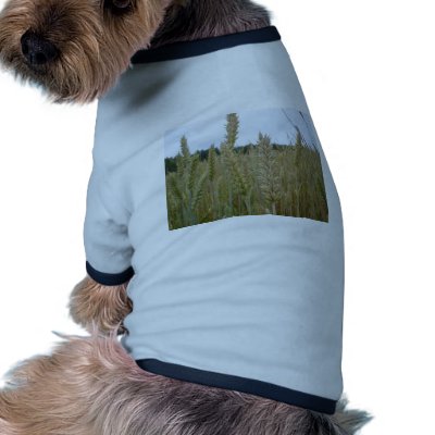 Wheat Plant Seeds Pet Tshirt by lifesphere