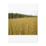 Wheat Plants Post Cards