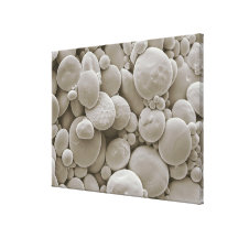 Wheat starch granules gallery wrapped canvas