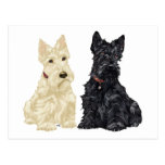 Wheaten and Black Scottish Terriers Postcard