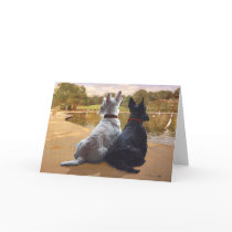 Wheaten & Black Scottish Terriers