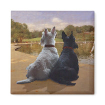 Wheaten & Black Scottish Terriers