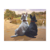 Wheaten & Black Scottish Terriers