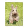 Wheaten Scottie Running Free Post Cards