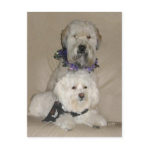 Wheaten Terrier and Havanese Postcards