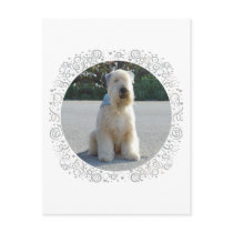 Wheaten Terrier Postcards