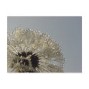 Wheel of droplets postcards