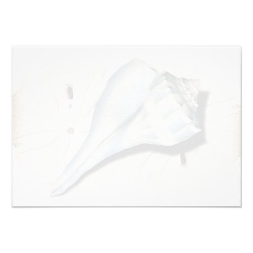 Whelk Shell Blank Note Cards Announcements