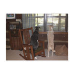 When is Master coming home? Veterinary  Reminder Postcard