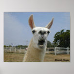 When Llamas Attack posters