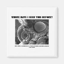 Where Have I Seen This Before? Pyralid Moth Fridge Magnet