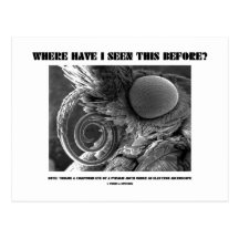 Where Have I Seen This Before? Pyralid Moth Post Cards