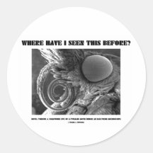 Where Have I Seen This Before? Pyralid Moth Round Sticker