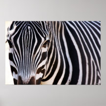 Where Is The Zebra Poster