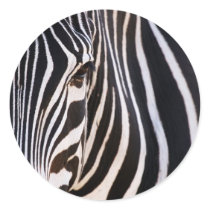Where Is The Zebra? Round Sticker