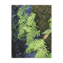 Where The Green Fern Grows postcards
