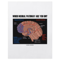 Which Neural Pathway Are You On?
