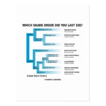 Which Shark Order Did You Last See? Post Card