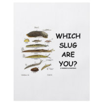 Which Slug Are You?