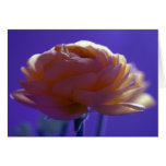 Whiff of a flower greeting card