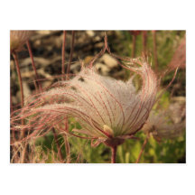 Whipped in the Wind Post Card