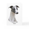 Whippet 9Y205D-231 cards