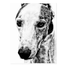 Whippet dog post cards
