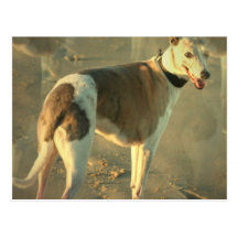 Whippet Dog Postcard