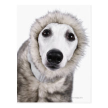 Whippet dog wearing fur coat, studio shot post cards
