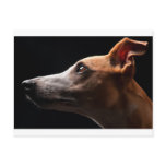 Whippet postcards