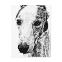 WHIPPET POST CARDS
