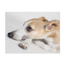Whippet Postcard