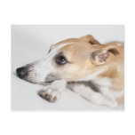 Whippet postcards