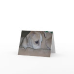 Whippet puppy notecard