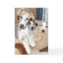 Whippet puppy notecard