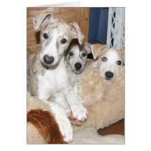 Whippet puppy notecard