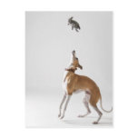 Whippet with a toy postcards