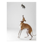 Whippet with a toy postcard