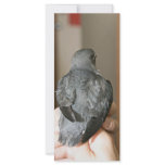 Whiskered Auklet chick Customized Rack Card