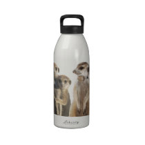 Whiskers Water Bottle water bottles