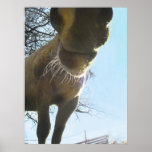 whiskery horse nose poster posters