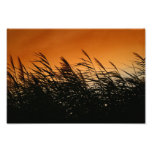Whispering Reeds At Smokey Sunset Photograph