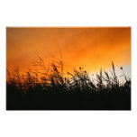 Whispering Reeds Photo